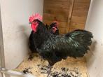 Zwarte australorp haan TT kwaliteit, Dieren en Toebehoren