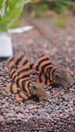 Kweekgroep L397 pleco