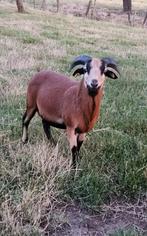 Kameroen schaap ram, Schaap