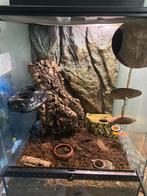 Terrarium +wimpergecko, Dieren en Toebehoren, Ophalen, Zo goed als nieuw, Terrarium of Paludarium