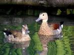 Siereenden, Dieren en Toebehoren, Pluimvee, Meerdere dieren, Eend