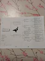 Jonge postduiven te koop., Plusieurs animaux, Pigeon voyageur