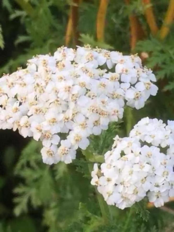 Witte Achillea, mooie snijbloem,, Tuin en Terras, Planten | Tuinplanten, Vaste plant, Overige soorten, Volle zon, Zomer, Ophalen