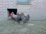Trio mechels hoen kriel (mechelse koekoek), Dieren en Toebehoren