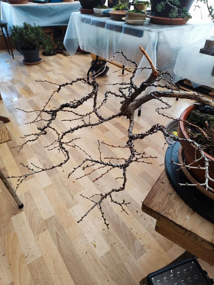 Belle plante de départ : bonsaï, mélèze, Jardin & Terrasse, Plantes | Jardin, Plante fixe, Autres espèces, Été, Enlèvement