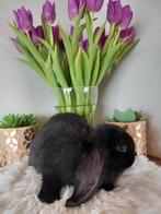 Franse hangoor ram, Mâle, Grand, Oreilles tombantes, 0 à 2 ans