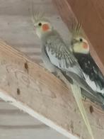 Valkparkieten, Dieren en Toebehoren, Vogels | Parkieten en Papegaaien, Vrouwelijk, Parkiet