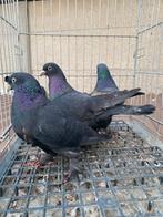 Super takla arap familie, Dieren en Toebehoren