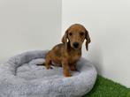 Standaard Teckel pups, België, Standaard, 8 tot 15 weken, Korthaar