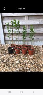 Hibiscus struiken (Winterhard), Tuin en Terras, Ophalen