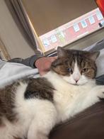 Schattige kat over te nemen ivm vertrek buitenland, Dieren en Toebehoren, Katten en Kittens | Raskatten | Korthaar, Kater, Gechipt