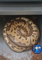 Python regius, Dieren en Toebehoren, Slang, 3 tot 6 jaar