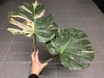 Monstera thai constellation nr2, Huis en Inrichting, Kamerplanten, Ophalen of Verzenden