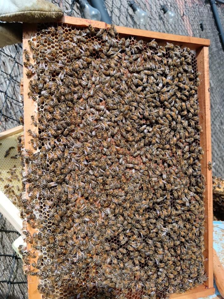 Bijenvolk met bijenkast Dadant 6 ramen, Dieren en Toebehoren, Insecten en Spinnen, Bijen