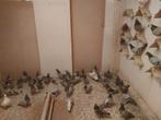 Duiven, Dieren en Toebehoren, Vogels | Duiven, Meerdere dieren, Postduif