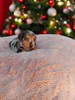 Prachtig Zwart tijger teckeltjes 🩵🩷, Dieren en Toebehoren, Honden | Teckels en Dashonden, België, 8 tot 15 weken, Korthaar, Dwerg