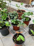 Aardbeiplanten, Ophalen, Fruitplanten