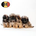 Pekingees - Schattige Belgisch pups te koop, België, Handelaar, CDV (hondenziekte), 8 tot 15 weken