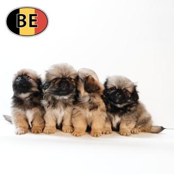 Pekingees - Schattige Belgisch pups te koop beschikbaar voor biedingen