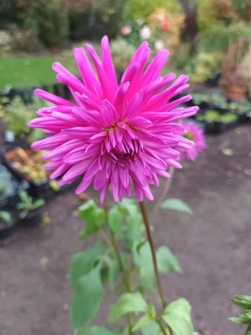 Dahlia paars  beschikbaar voor biedingen