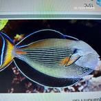 zebradoktersvis, Dieren en Toebehoren, Vissen | Aquariumvissen, Vis, Zoutwatervis