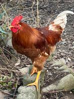 jonge haan, Dieren en Toebehoren, Pluimvee, Mannelijk, Kip