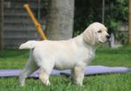 Labrador pups, Animaux & Accessoires, Chiens | Retrievers, Épagneuls & Chiens d'eau, Parvovirose, Plusieurs, Belgique, 8 à 15 semaines