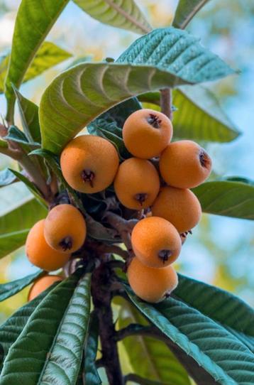 Bombes de nèfle et néflier japonais, par arbre pour 10 euros, Enlèvement