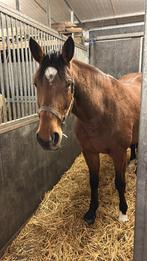 Fokmerrie te koop, Dieren en Toebehoren, Merrie