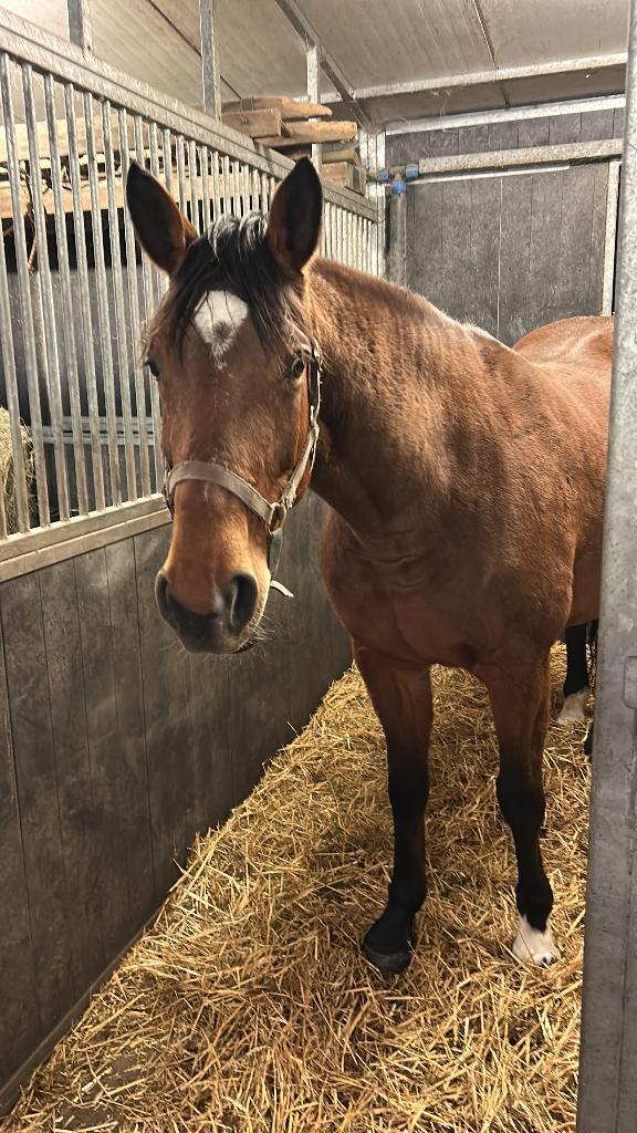 Fokmerrie te koop, Dieren en Toebehoren, Paarden en Pony's | Dekhengsten en Fokmerries, Merrie