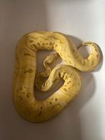 0.1 super pastel clown, Dieren en Toebehoren, Reptielen en Amfibieën