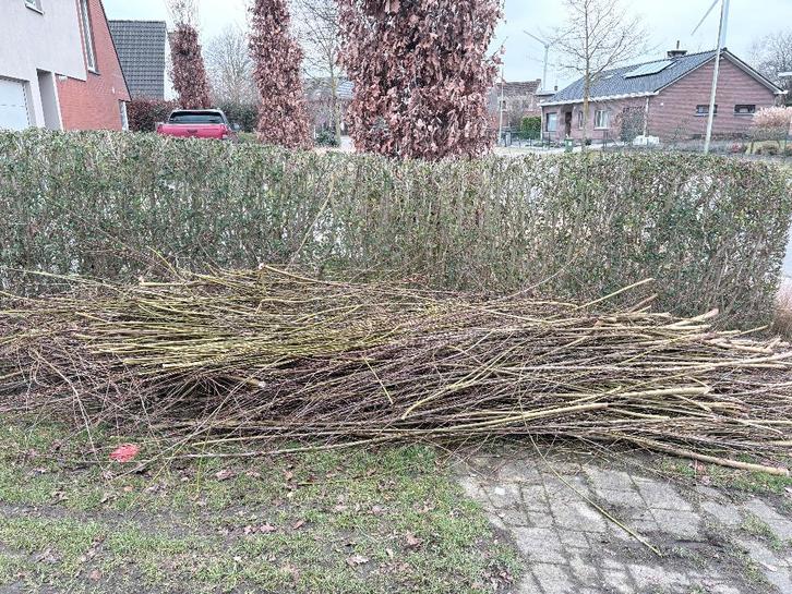 Wilgen twijgen wessen, Tuin en Terras, Brandhout, Takken, Overige houtsoorten, 3 tot 6 m³, Ophalen