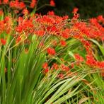 Crocosmia Lucifer C3, Ophalen, Volle zon