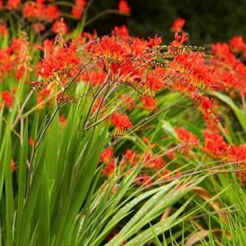 Crocosmia Lucifer C3, Tuin en Terras, Planten | Tuinplanten, Volle zon, Ophalen