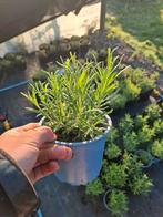 Lavendel munstead, Tuin en Terras, Volle zon, Vaste plant, Zomer, Ophalen