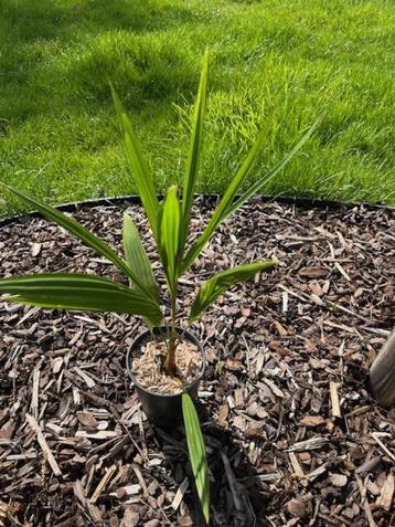 Trachycarpus (fortunei x nanus) X wagnerianus  beschikbaar voor biedingen
