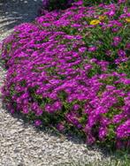 Delosperma cooperi of IJsbloem, Tuin en Terras, Planten | Tuinplanten, Ophalen, Vaste plant, Bodembedekkers