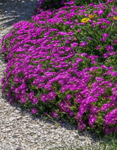 Delosperma cooperi of IJsbloem, Tuin en Terras, Planten | Tuinplanten, Vaste plant, Bodembedekkers, Ophalen