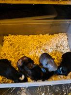 Cavia beertjes, Dieren en Toebehoren, Knaagdieren, Oktober, Cavia