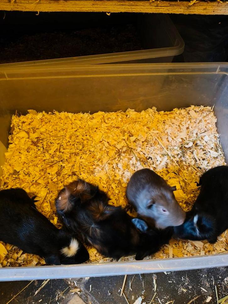 Cavia beertjes, Dieren en Toebehoren, Knaagdieren, Cavia, Oktober