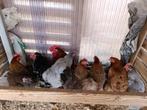 sier/krielkippen aan de leg begonnen + haan 0499 08 23 81, Meerdere dieren, Kip