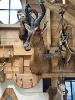 Taxidermie hartenbeest, Ophalen of Verzenden