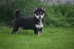 Shiba inu pups beschikbaar, Dieren en Toebehoren, België, 15 weken tot 1 jaar, CDV (hondenziekte), Poolhond