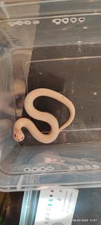 Haakneusslang snow superconda, Dieren en Toebehoren, Reptielen en Amfibieën