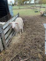 ram melkschaap 03/25, Dieren en Toebehoren, Mannelijk, Schaap, 0 tot 2 jaar