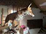 Opgezette vos te koop, Dieren en Toebehoren, Ophalen, Nieuw
