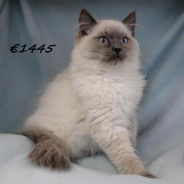 Ragdoll - Prachtige kittens te koop beschikbaar voor biedingen
