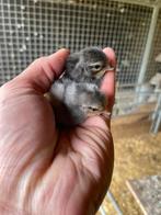 Bassette ééndagskuikens, Dieren en Toebehoren, Pluimvee, Geslacht onbekend, Kip