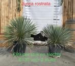 Yucca rostrata aan stuntprijzen!, Tuin en Terras, Ophalen