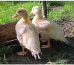 Witte Hollandse kwakers, Dieren en Toebehoren, Meerdere dieren, Eend